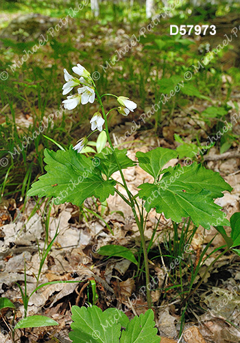 Twoleaf Toothwort (Cardamine diphylla)